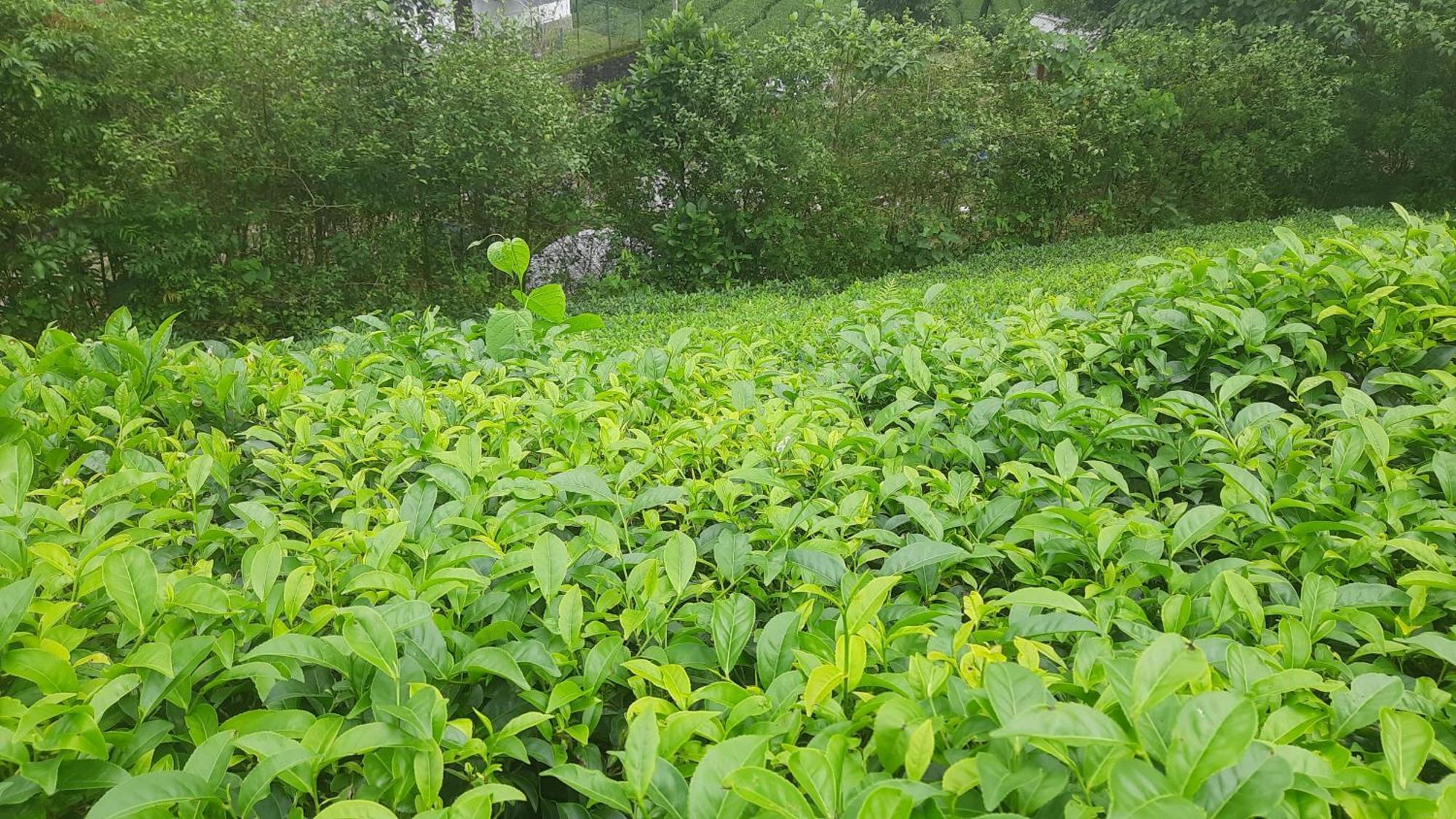 Lodge Paradise Meadows Vagamon
